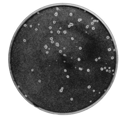 1042_Plaque assay.png